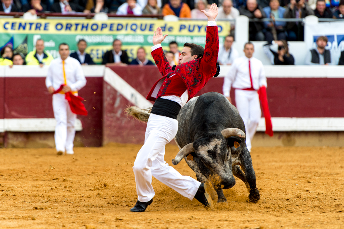 course landaise strange sports bull bulls bull fighting