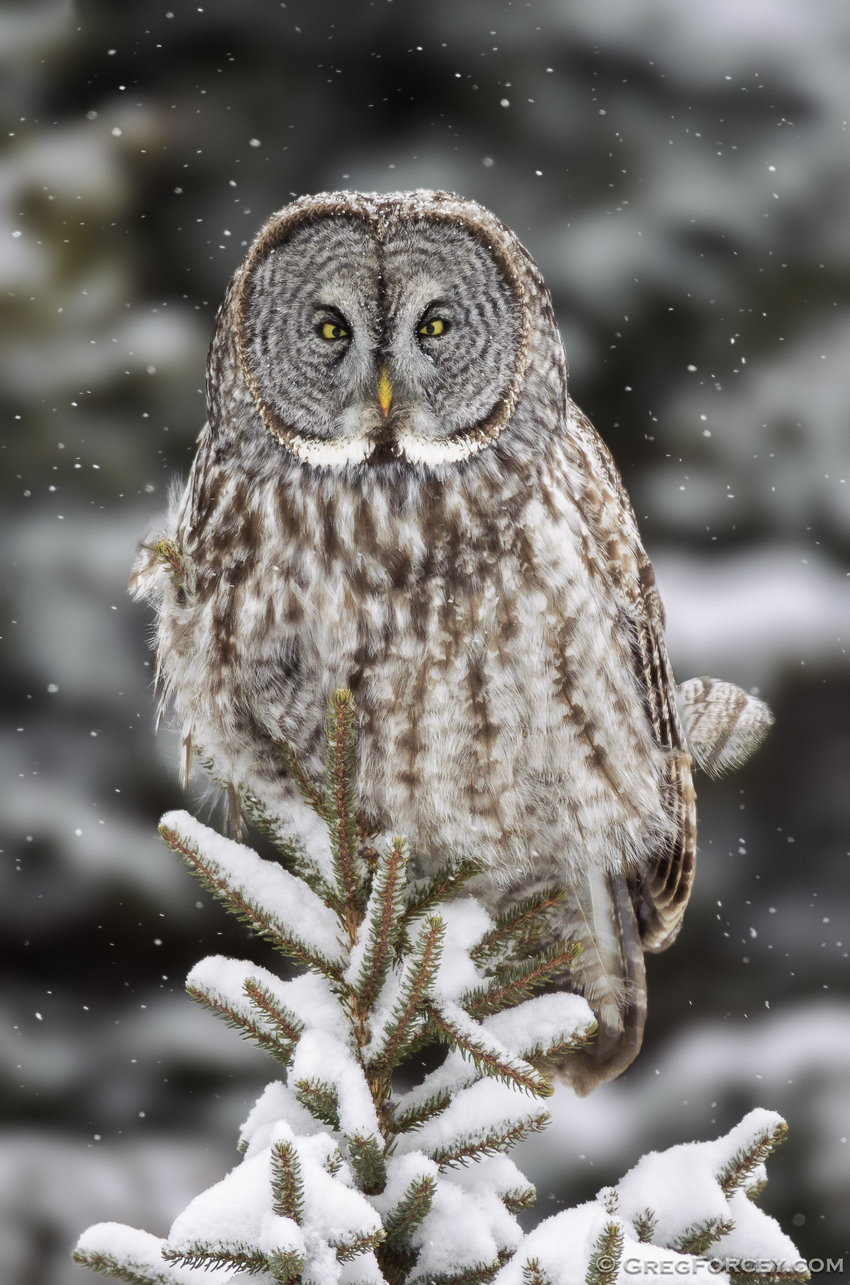 owl Great Gray Owl snowstorm snow stare