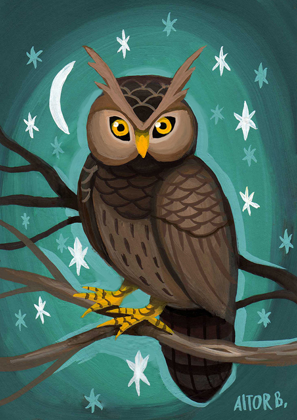 mussol owl night nit noche stars estrelles moon