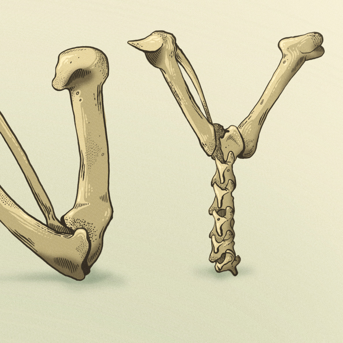 Tony Hawk  skate  typography  bones
