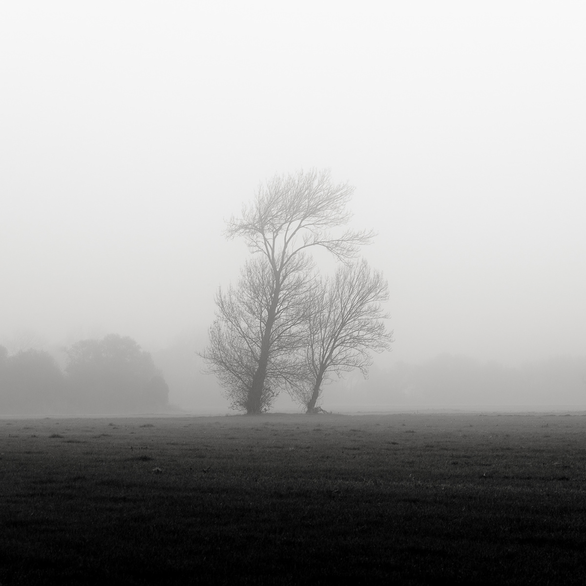 fine art Photography  black & white Tree  fog