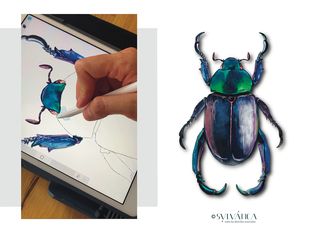 entomology scientific illustration Procreate art ilustracioncientífica