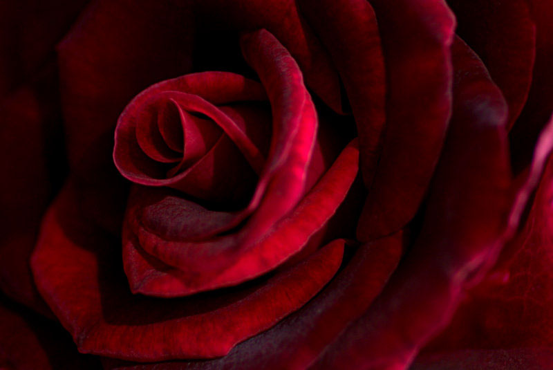 rose red Love valentine roos rood Liefde Valentijn