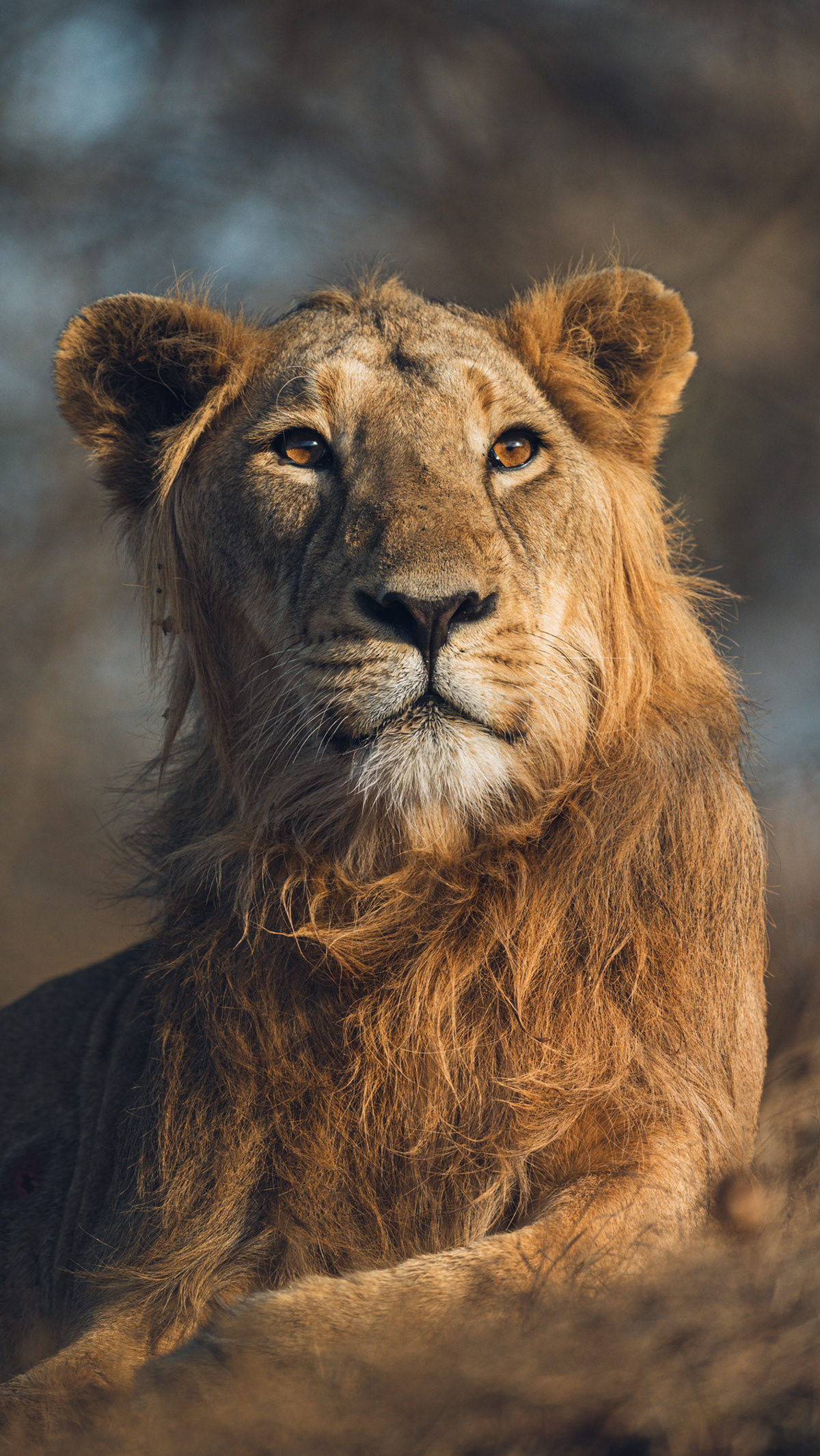 Awesome Lion, Masai Lion, Wildlife background | Download TOP Free photos