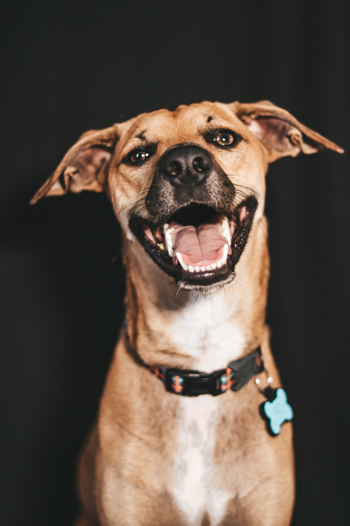 animal cachorro dog ensaio de pet ensaio fotográfico pet fotos de pets Pet SRD vira lata vira lata caramelo