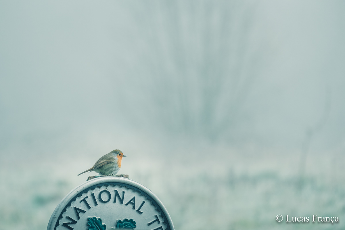fog National Trust Park surrey UK winter