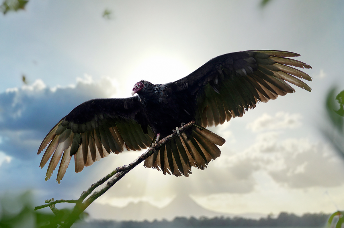 Costa Rica Nature birdlife birding vulture humming bird wildlife lagoon rain forest bird