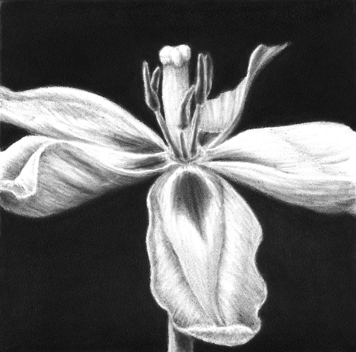 tulips Gesso Board graphite pencil graphite dust botanical Nature