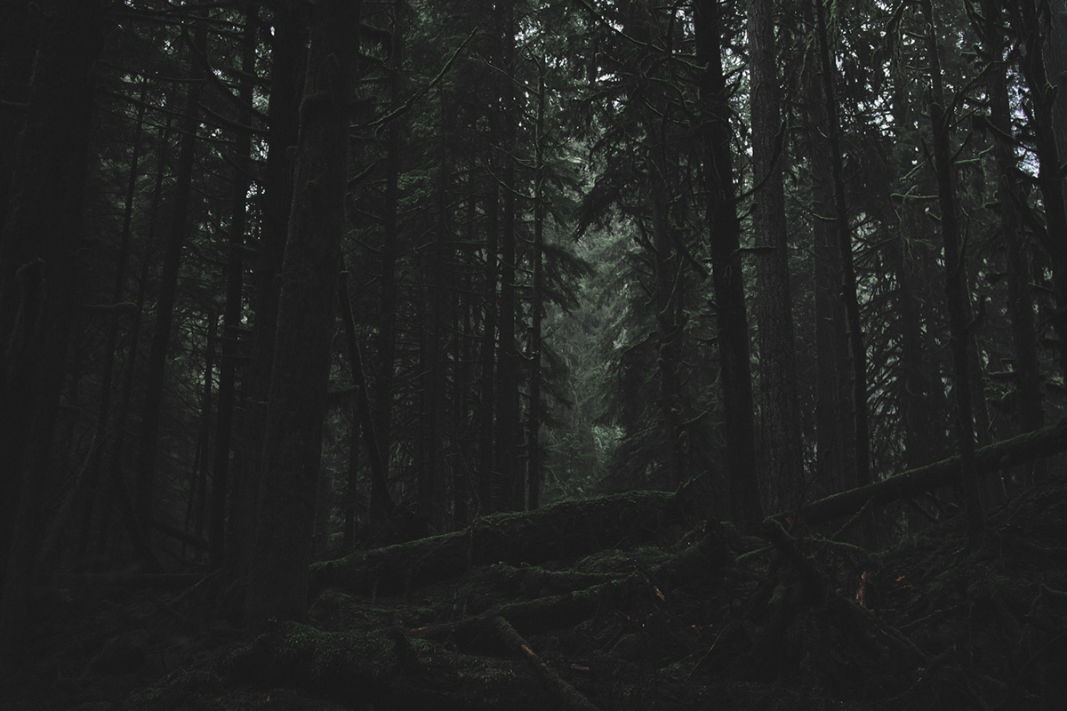 Adobe Portfolio forest Into the Woods green wild Moody wilderness