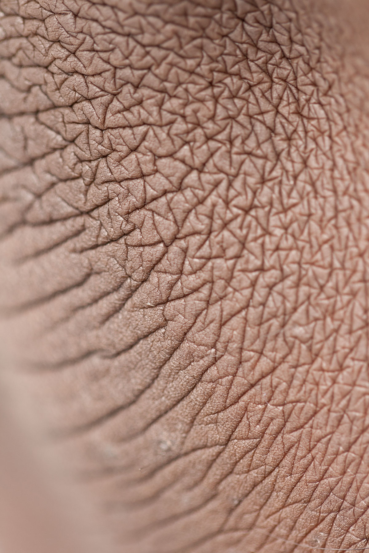 skin macro fine art digital texture close-up abstract natural lines