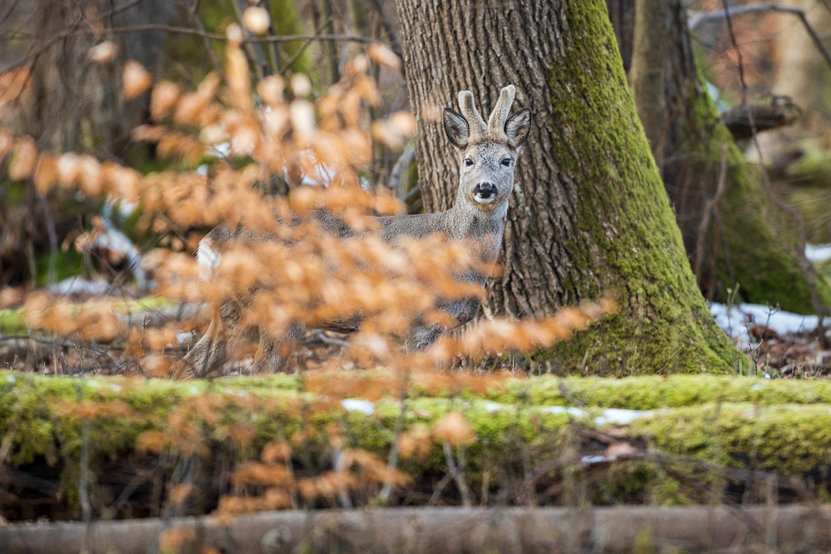 München munich natur Nymphenburg Nymphenburg Castle Rehbock Rehwild roe deer wildlife Wildtiere