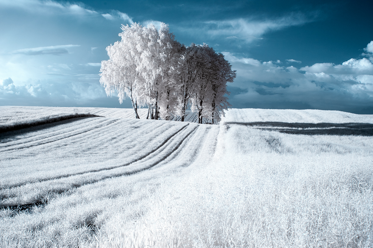 poland infrared Landscape field Tree  IR White blue Magical