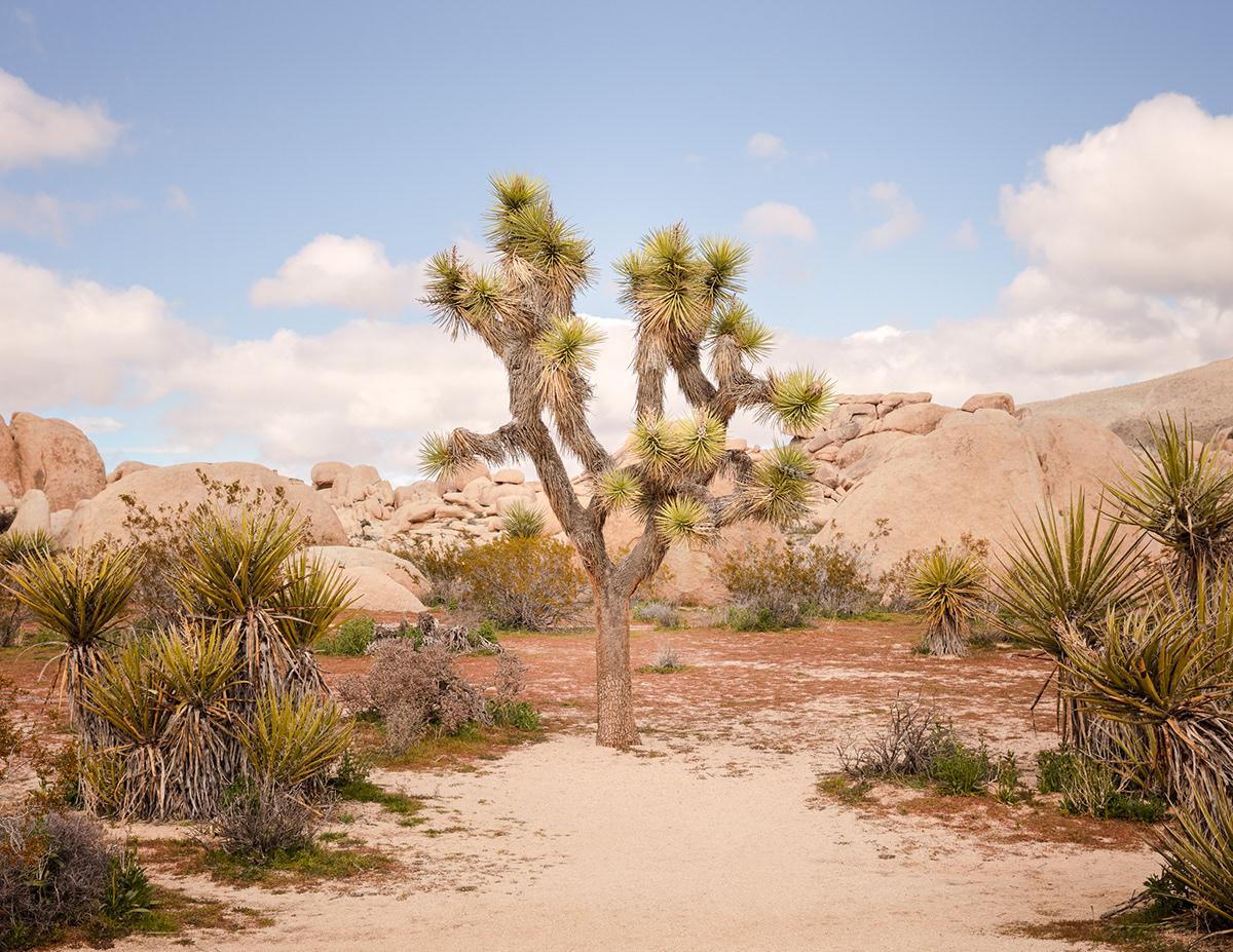 American West joshua tree landscape photography Palm Springs salvation mountain the imperial sand dunes The Salton Sea Train travel travel photography yuma
