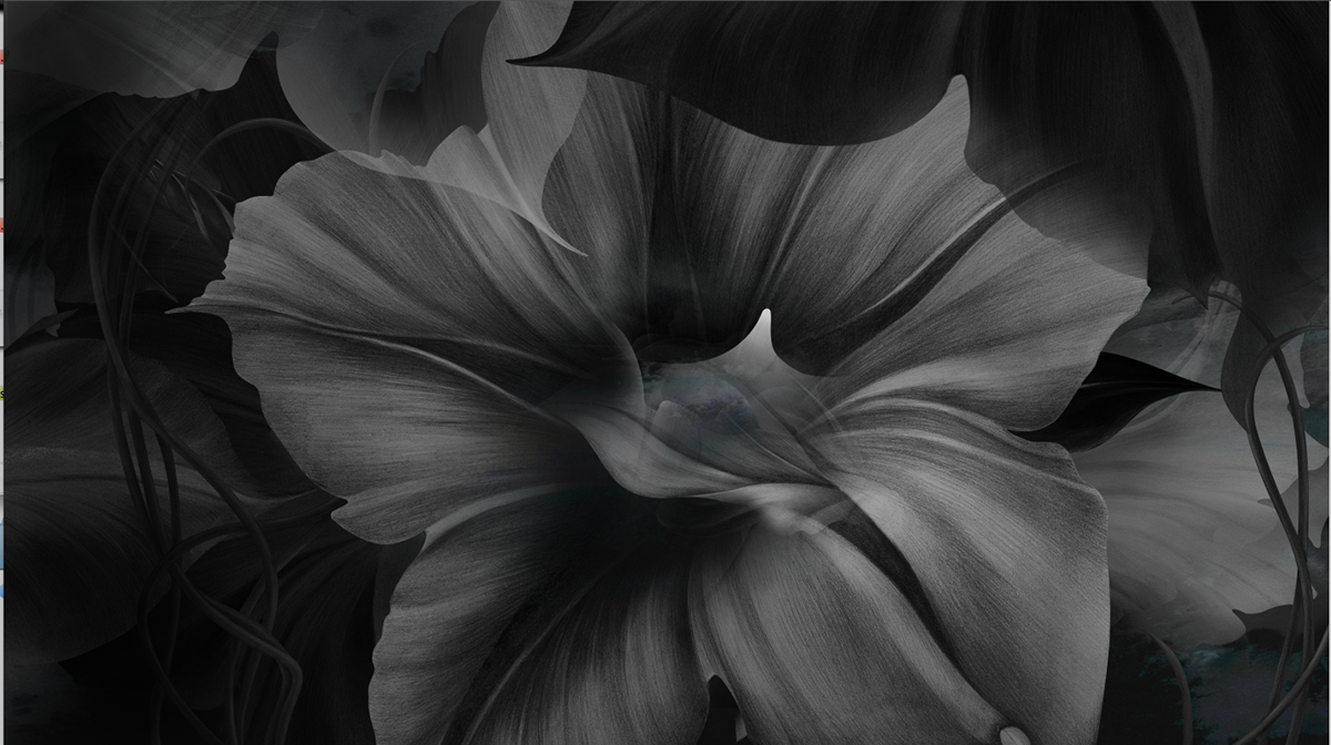 flower  nature black & white motion video art Nature