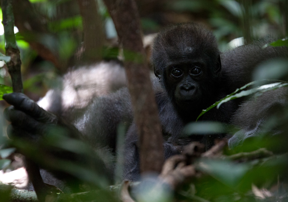 central african republic  gorilla western lowland gorilla forest elephant bangui BAYANGA dzanga sangha agile mangabey Ba'Aka pygmy africa james hopkirk Travel gorilla