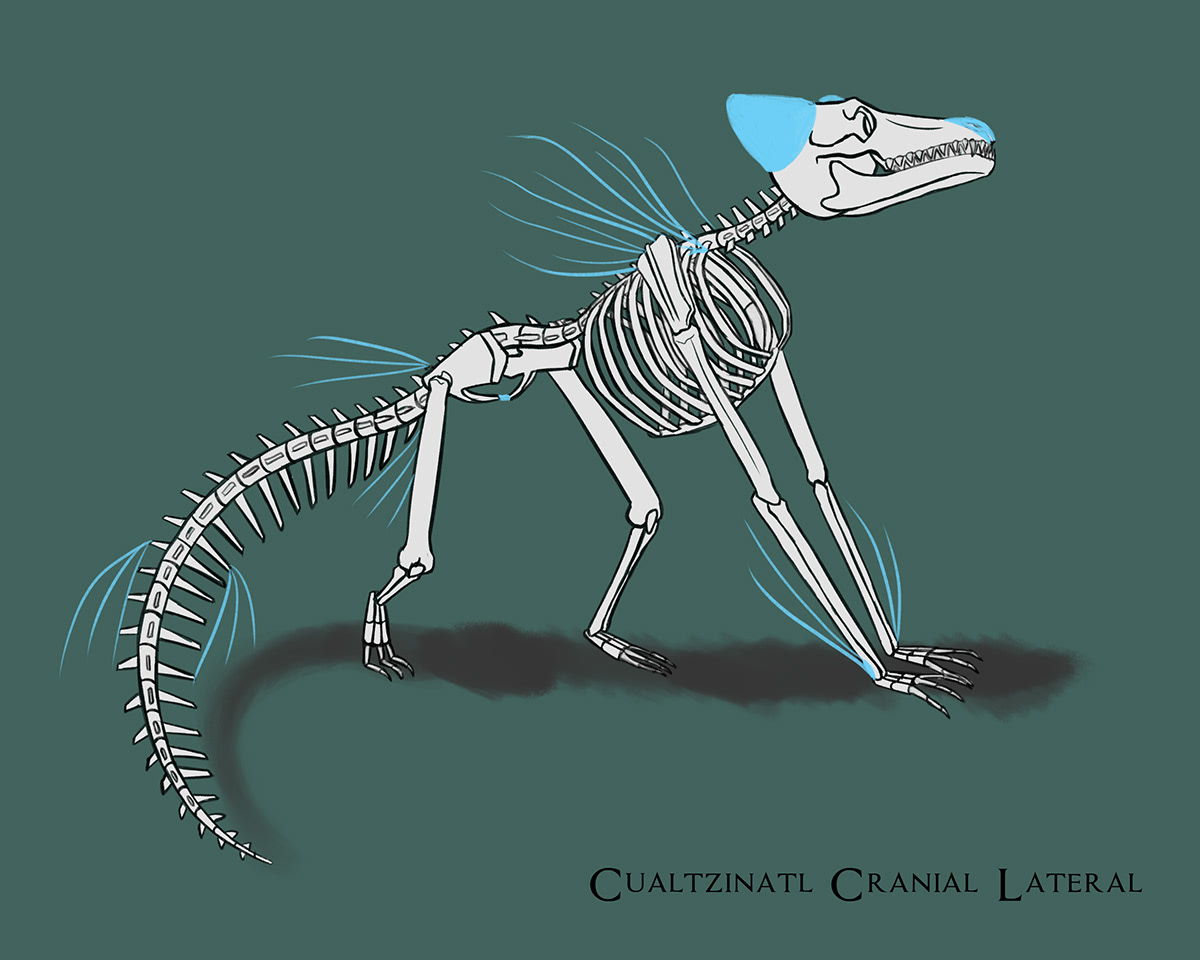 Creature Design cualtzinatl scientific illustration anatomy