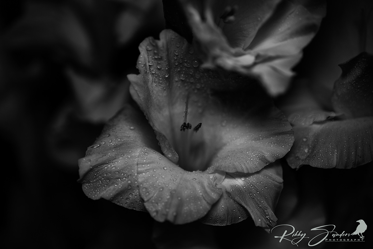 black and white Flowers Macro Photography monochrome Nature still life