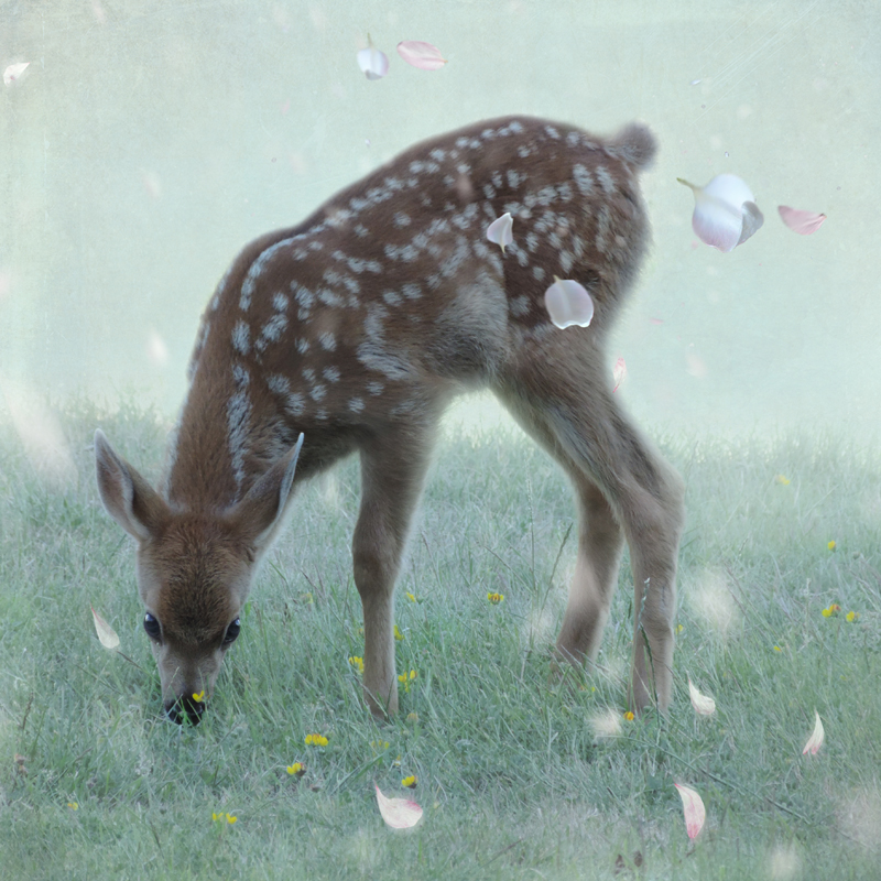 deer fawn petals sakura surreal Magical
