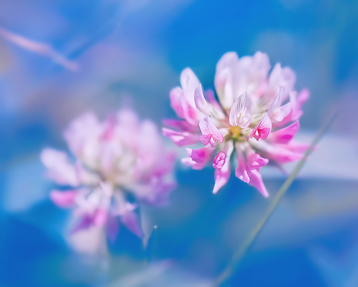 Nature macro antrisolja beauty Outdoor light photo digital color flower Nikon 105 mm rose floral art