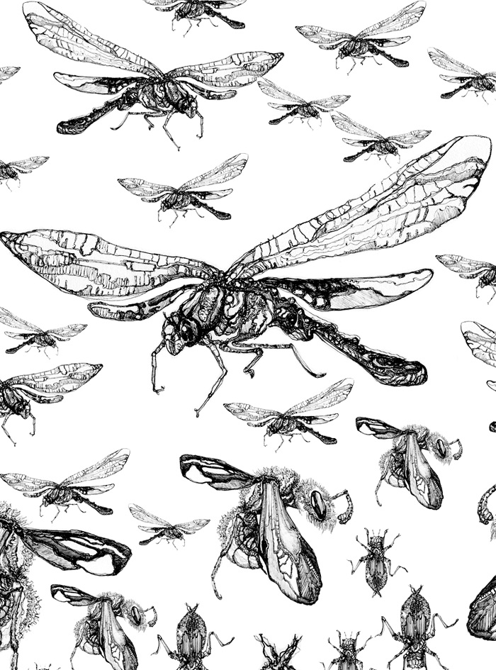 owady bugs zuk bettle bee pszczoła ważka   dragnofly ważki czarno-biały detal wings skrzydła owad bees