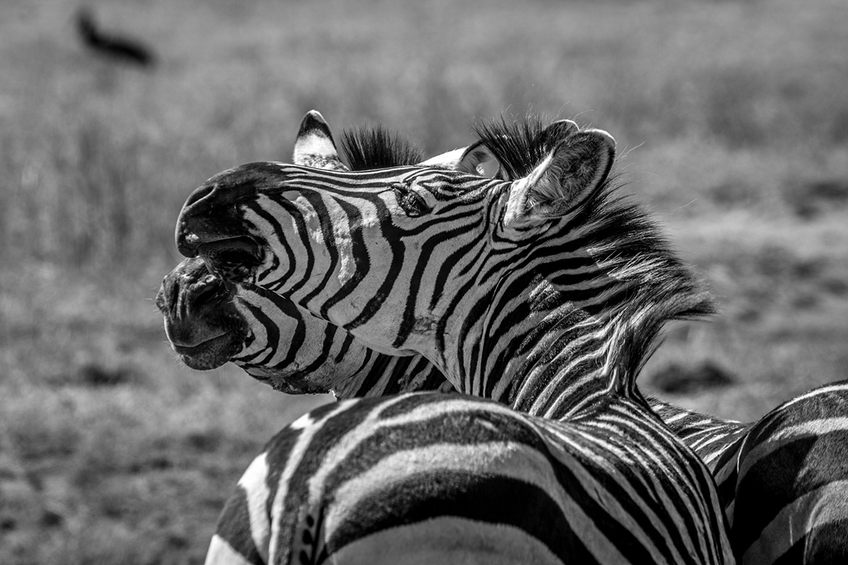 Tanzania Tanzanie animals safari