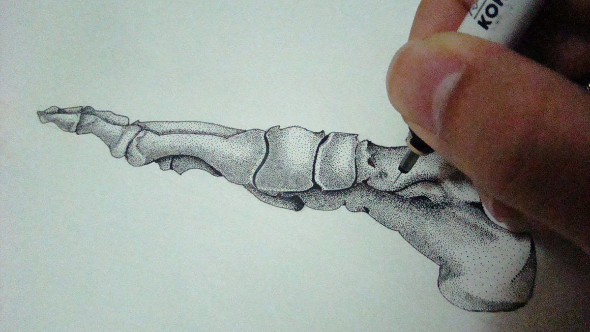 fabian kohen skeleton Pointillism dots stipple pens ink bones body anatomy