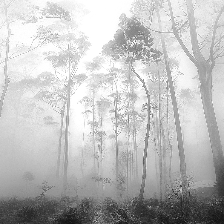 mist surreal rain forest fog mystery Mystic rain wet cold tropic