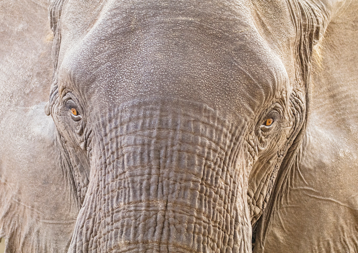CAS Fotografie masterwork Wildlife photography elefanten Simbabwe mana pools hwange nationalpark fotosafari tierfotografie elefants