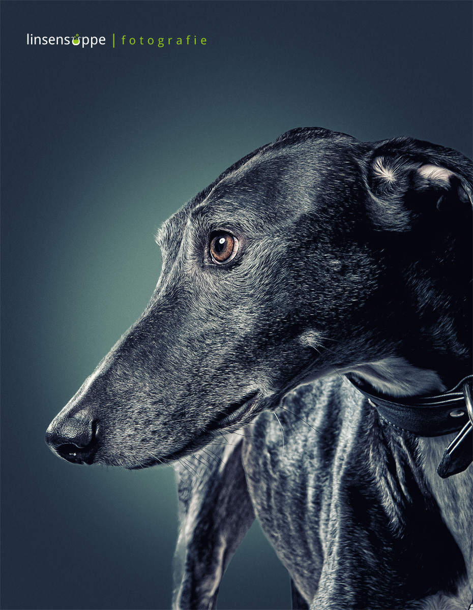 dog  portraits  animal Photography 