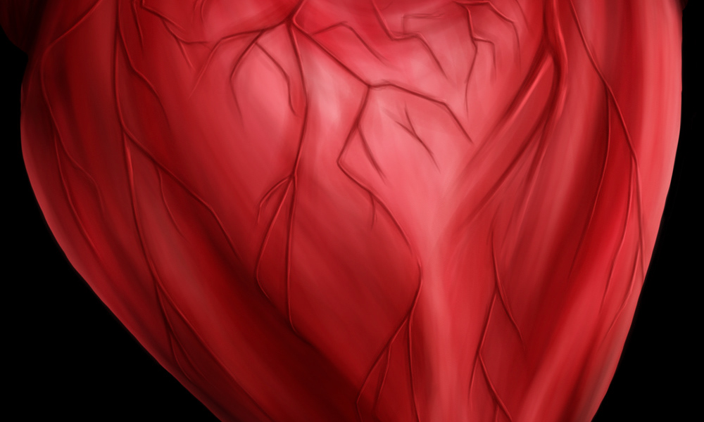 anatomical heart digital painting photoshop medical