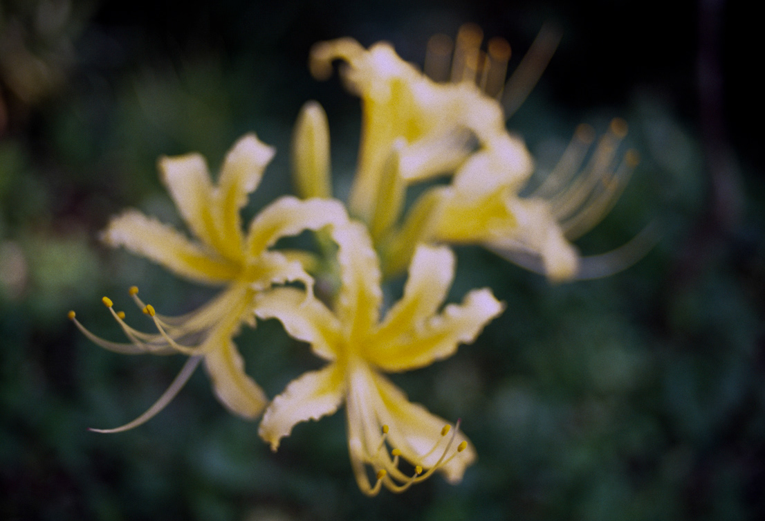 Flowers Analogue 35mm Reversal Film Nikon Asuka Nara japan blurred vision 明日香村
