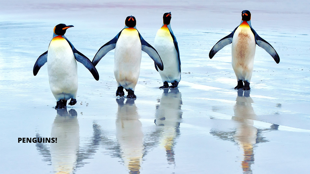 penguins Shoe packaging winter gear  minimal White snow