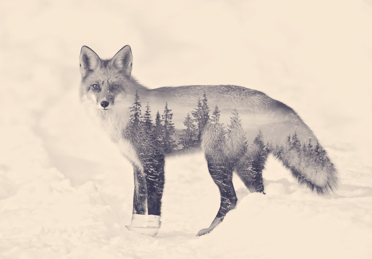 double Exposure FOX Nature wildlife forest cream Fade image distortion