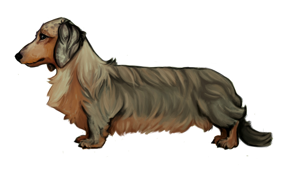dachshund wiener dog digital Practice Pet Portrait cute