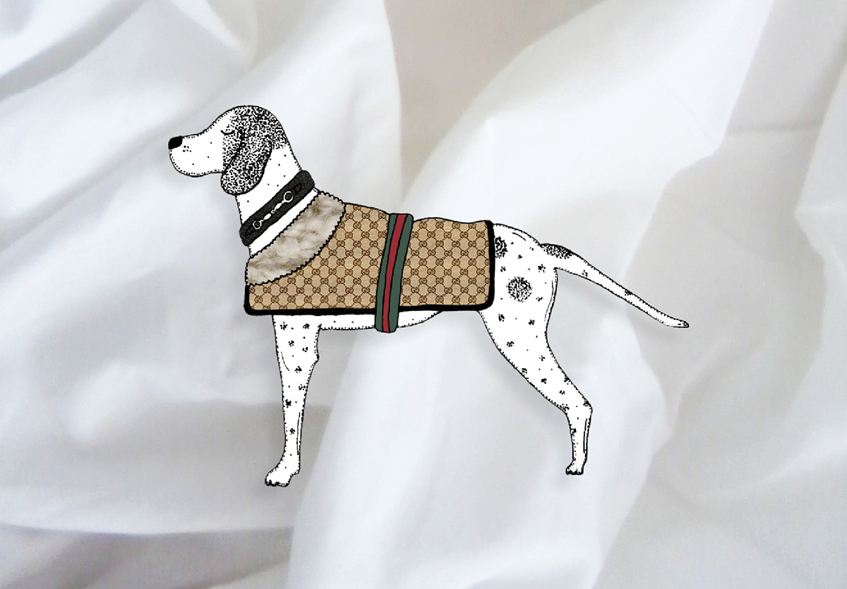 French bulldog dog designer beagle Pointer chihuahua dalmation doberman Comme des Garcons Burberry Alexander wang Celine chanel gucci