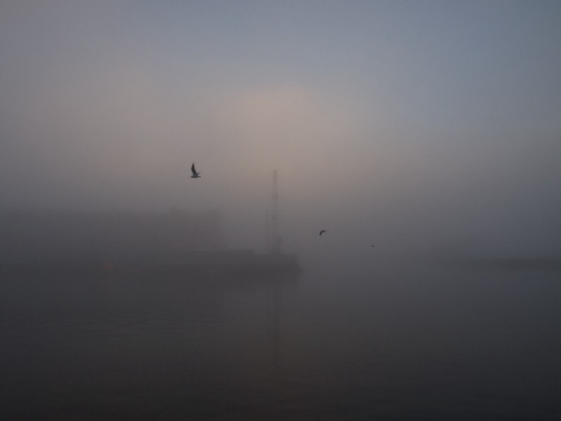 fog dream water birds
