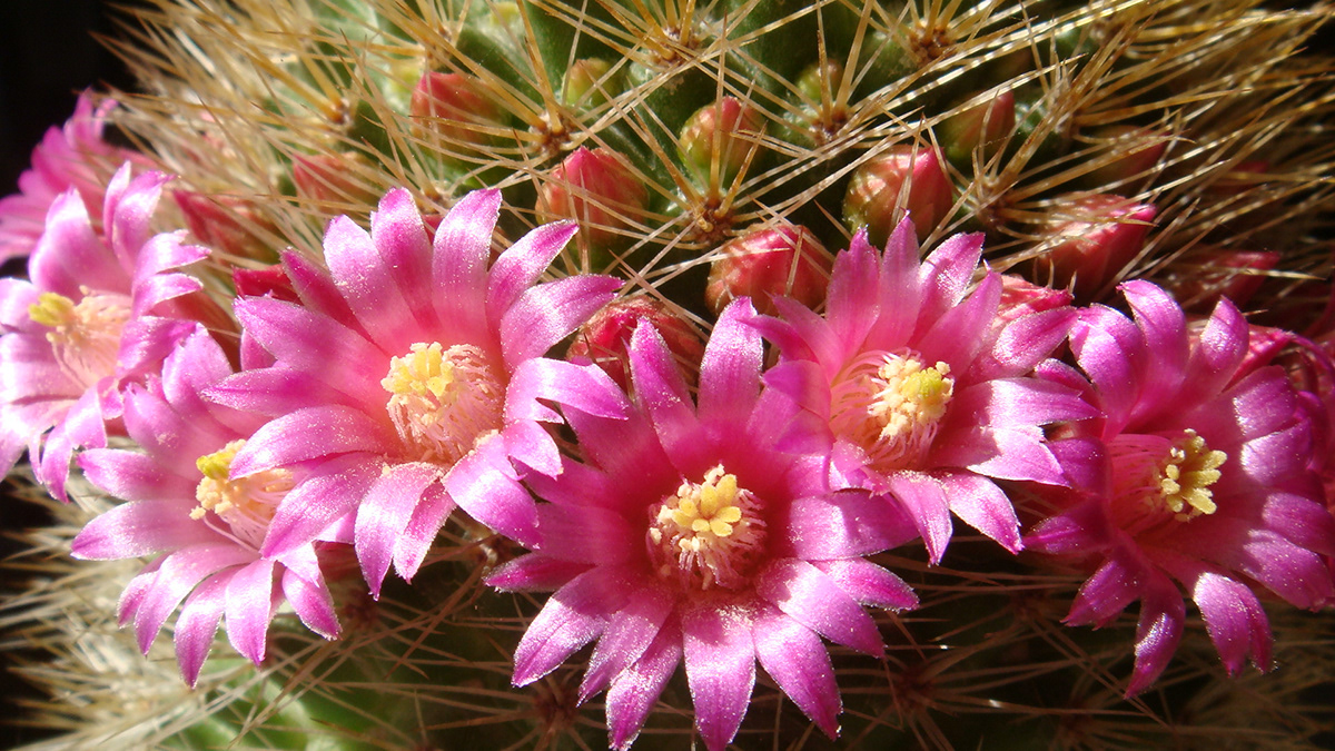 cati cactus flower Flowers Thorn