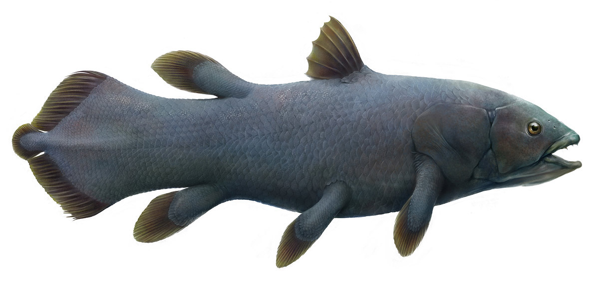 fish paleo Ancient animalism