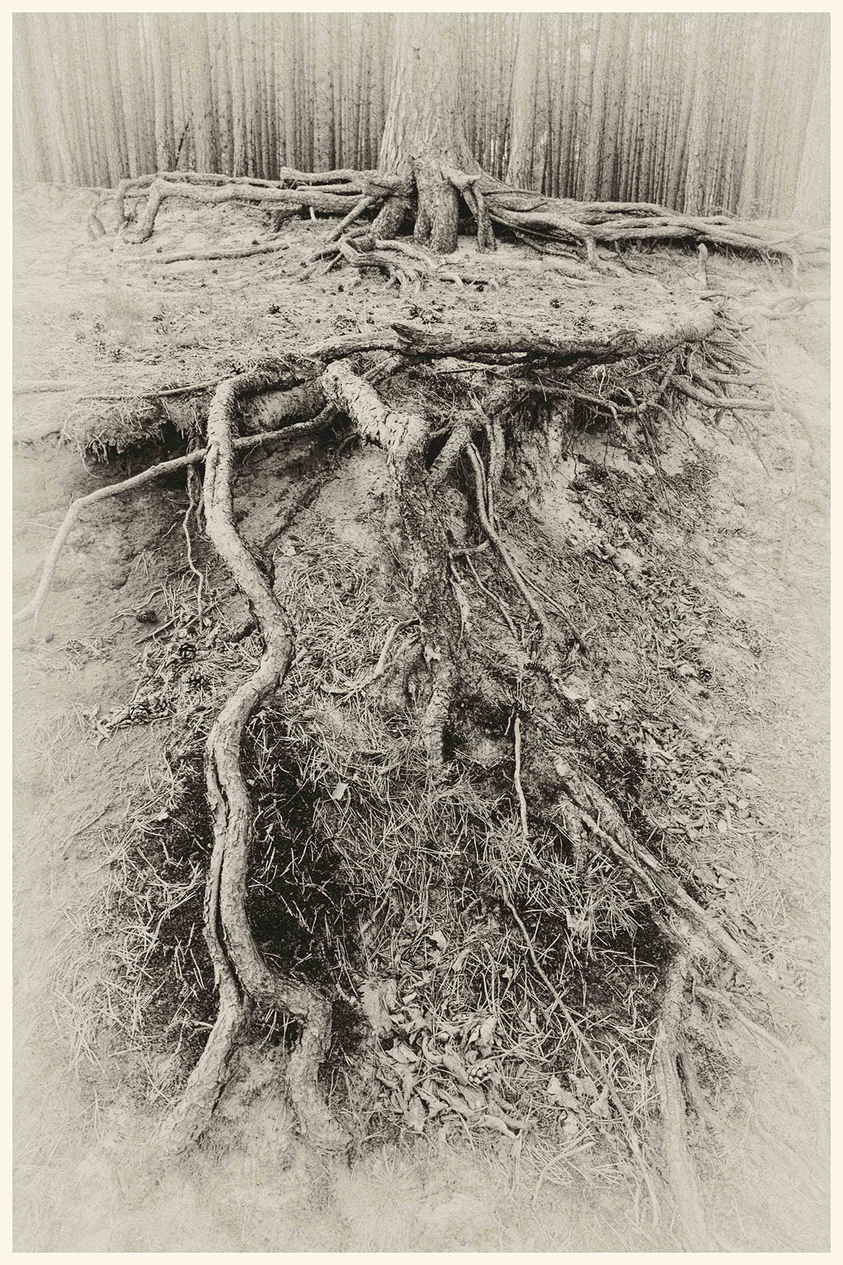 wood root veins of life