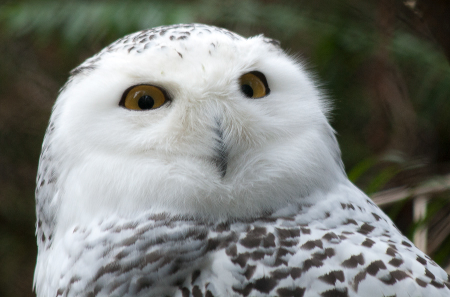 Snowy owl zoo attitude portrait Nature incredulous surprise