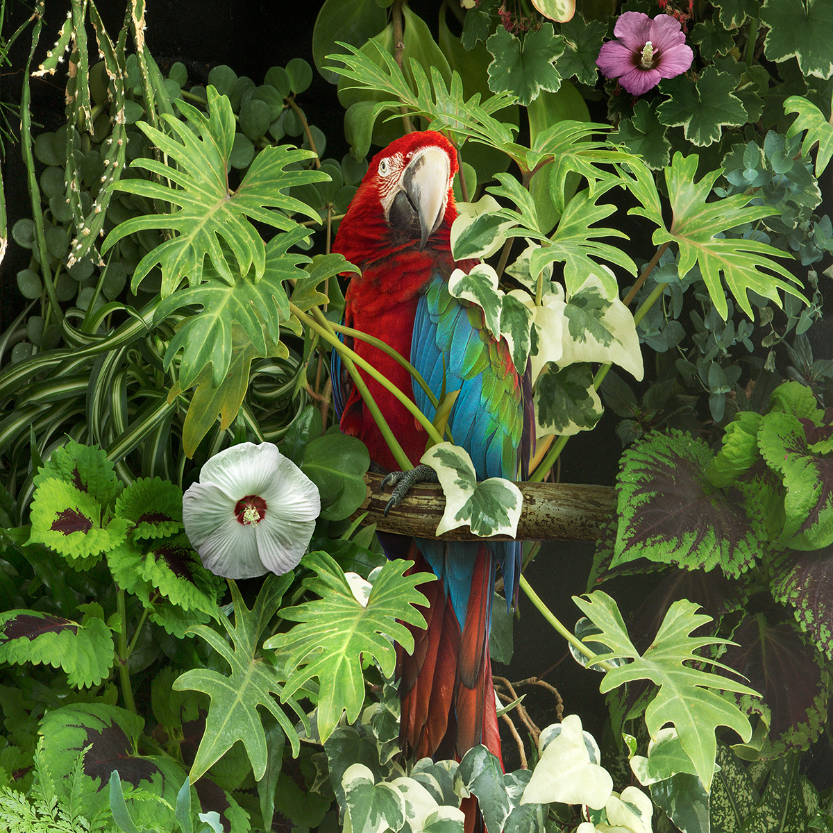 jungle parrots birds green plants conservation photomanipulation retouching  Nature Flowers