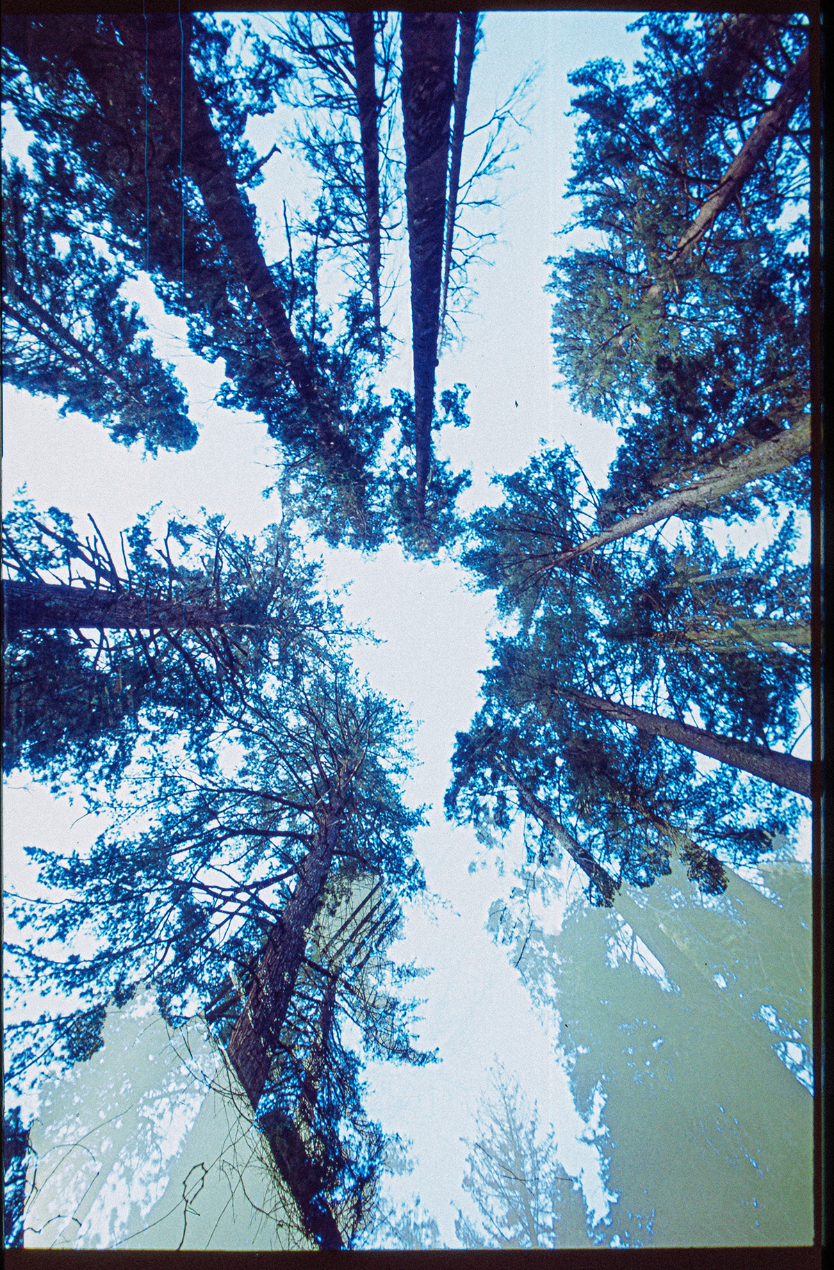 Landscape film photography double exposure fujifilm 35mm Photography  Nature abandoned redwoods urban exploration