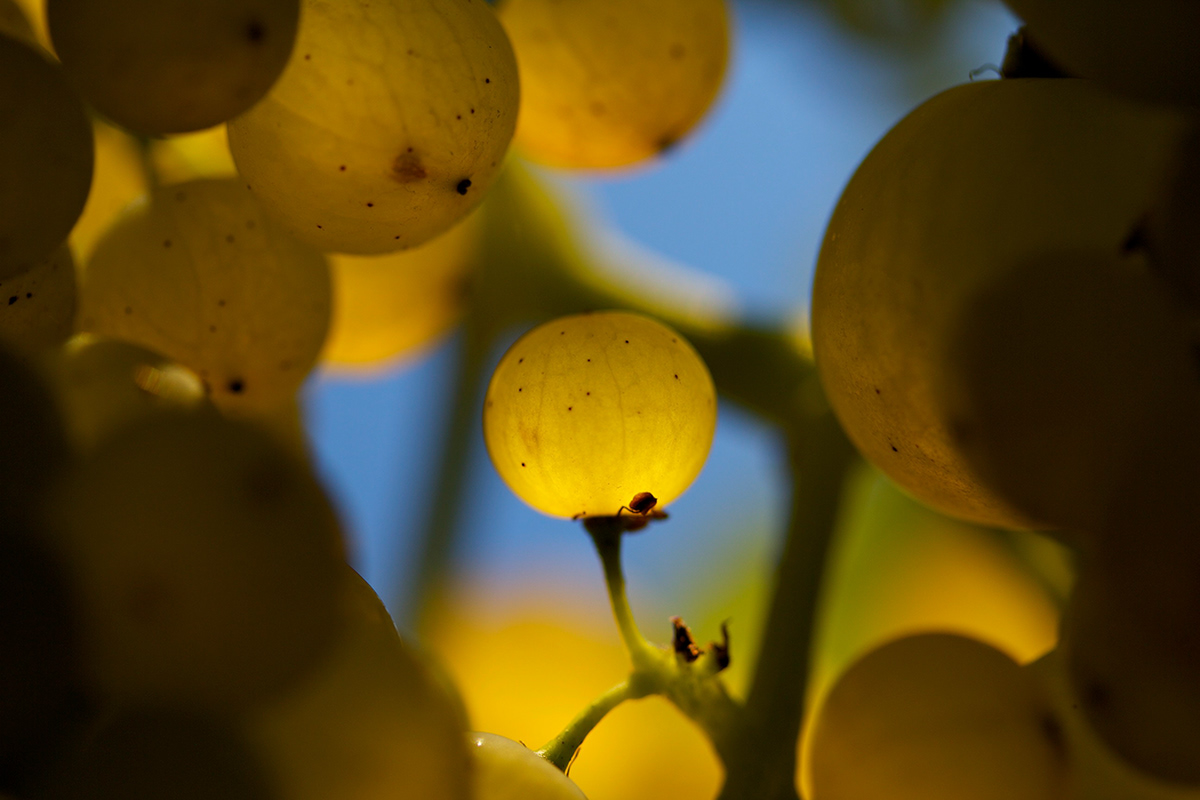 grapes wine Vineyards harvest Switzerland