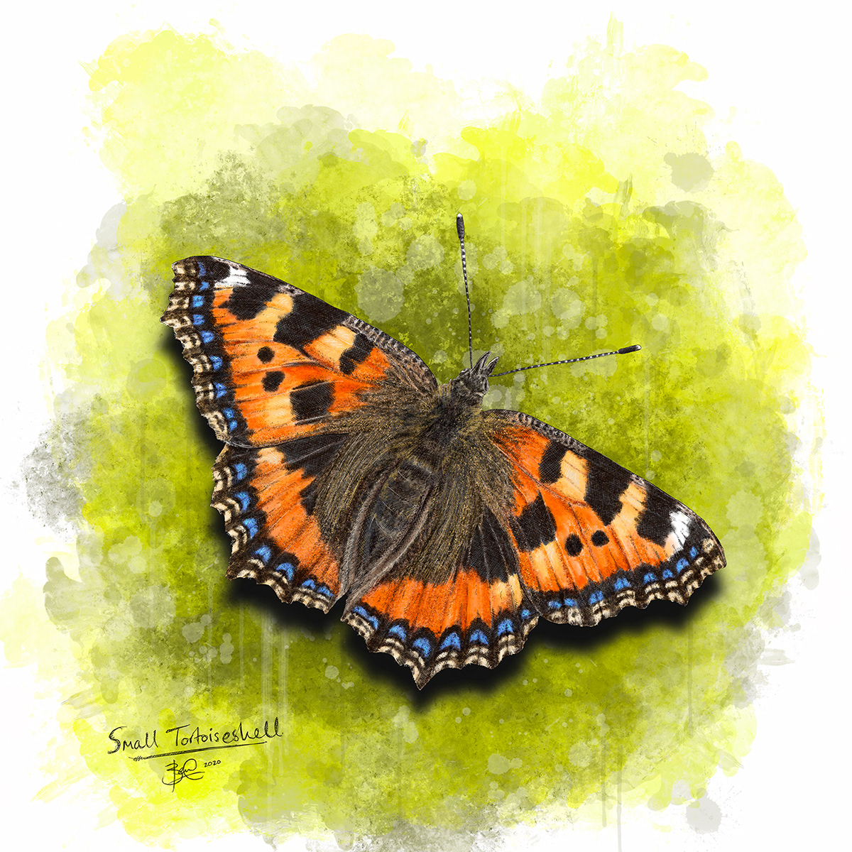 butterfly art digital illustration ILLUSTRATION  insect art Procreate Wildlife Illustration