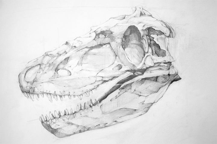 scientific graphite alligator Dinosaur birds Turtle crystal museum guoache paint watercolor detail