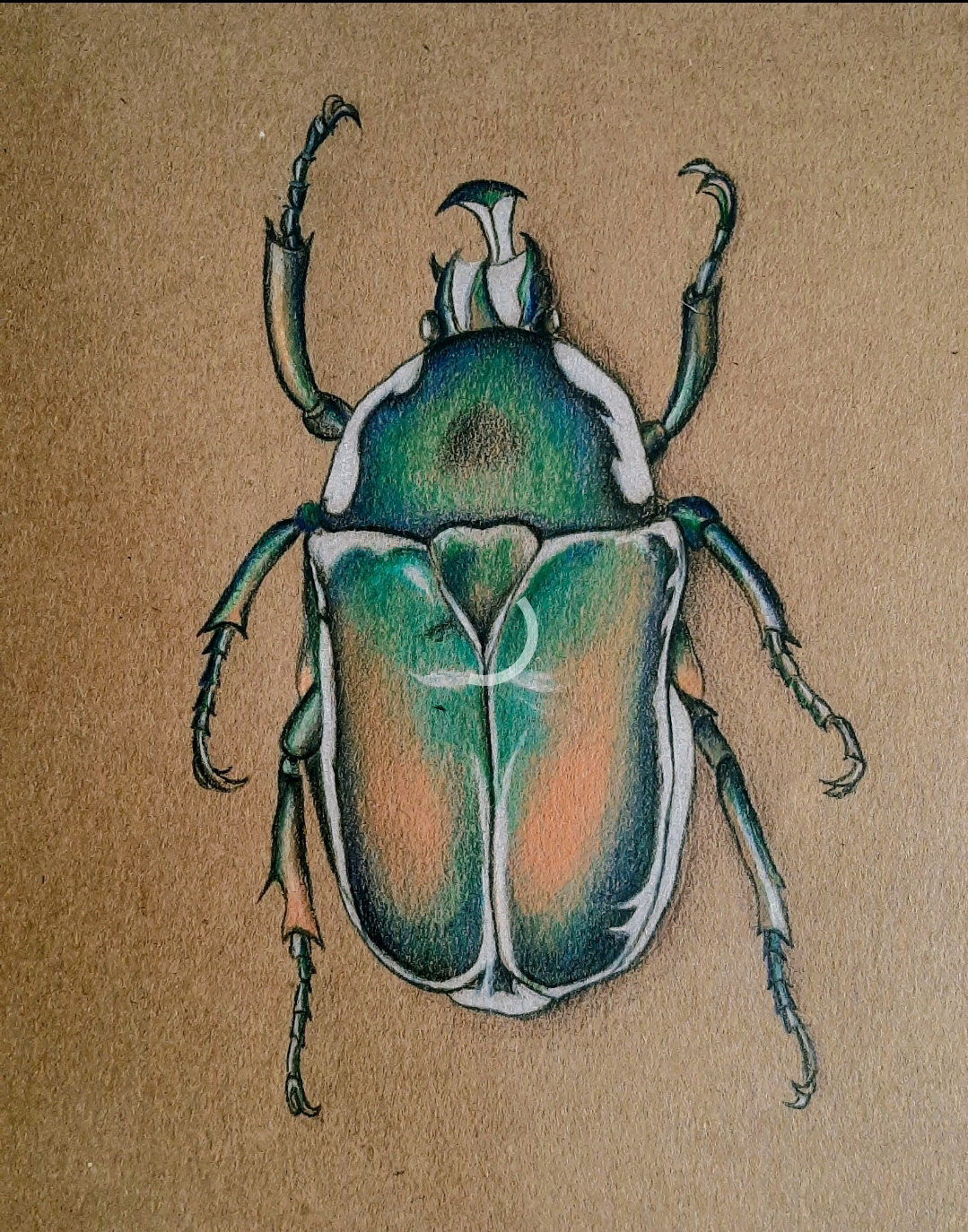 arte desenho lápis pencil draw bug besouro colors inseto