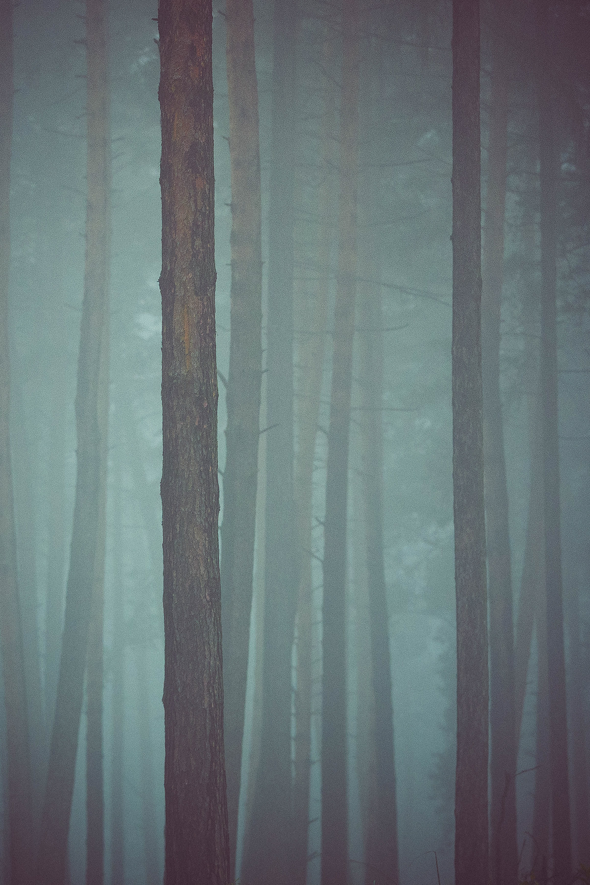 dark fog forest poland wood