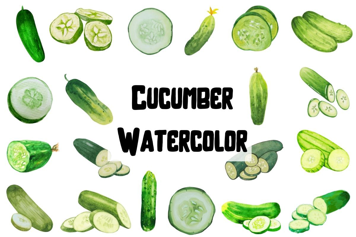 watercolor cucumber ILLUSTRATION  Isolated Drawing  Food  clipart vegetable Cucumber Clipart Watercolor Cucumber