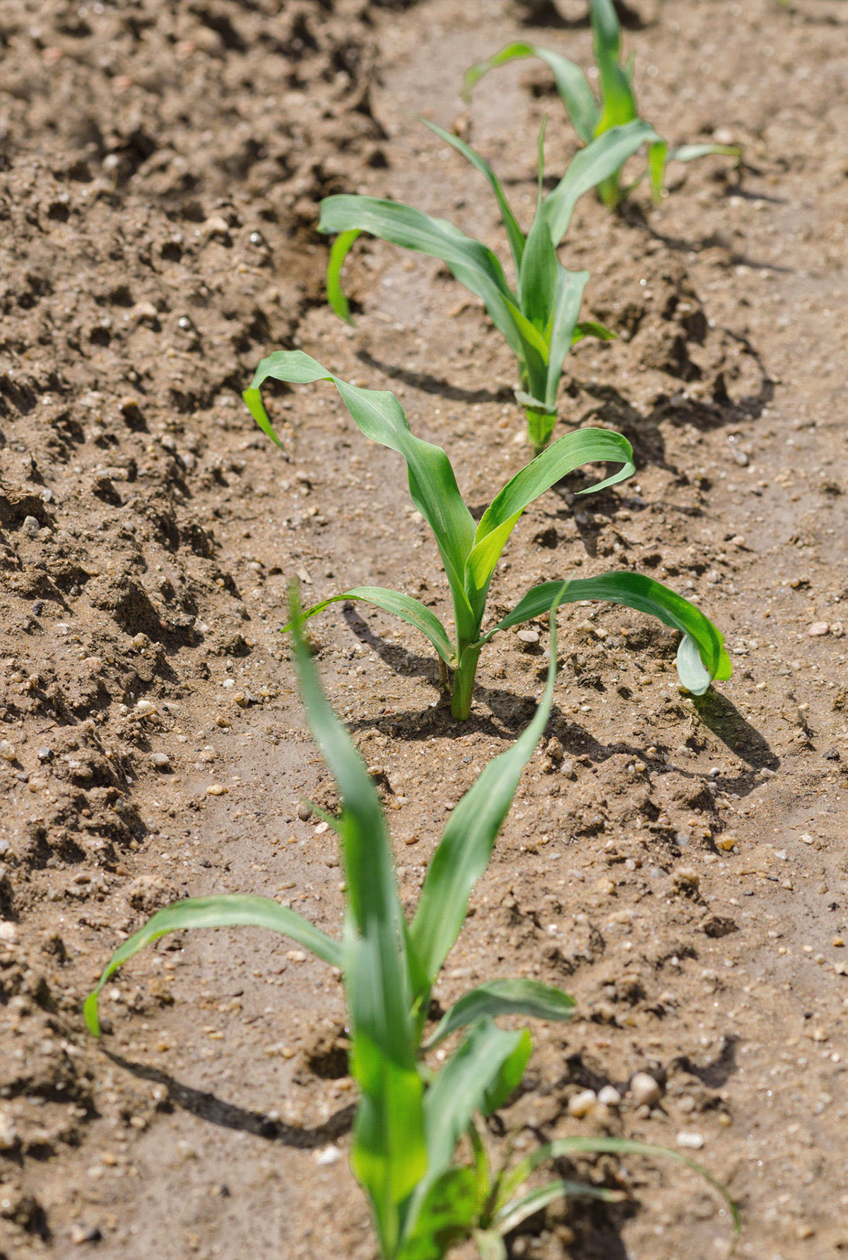 agriculture Cereals corn farming kernel Nature Photography  vegetables