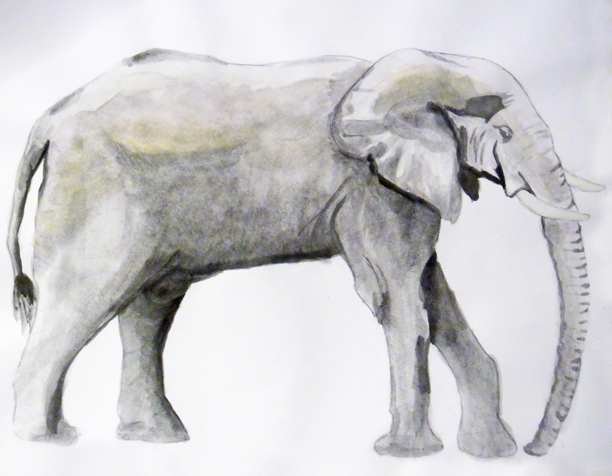 paint elephant flee hungarian bolhából elefántot bolha elefant illusztráció festes anilin